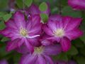 Clematis Asao-2 Powojnik